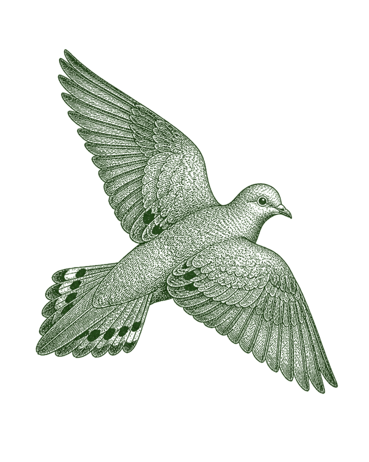 Dove engraving